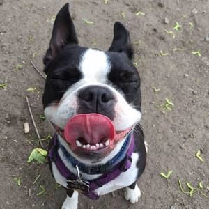 Meet your Posher, Pele